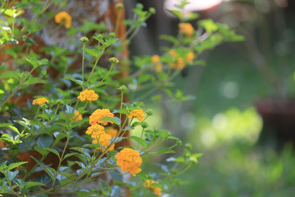 Green Ark Resorts Thekkady Buitenkant foto